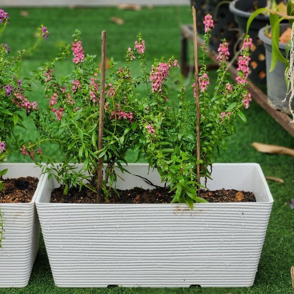 Felton FBL2480 Planter Box 46cm – product and size guide