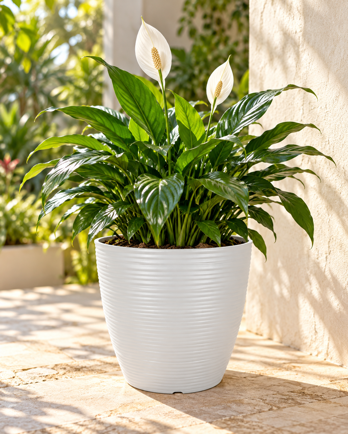 Peace lily planted in a white ribbed Felton FBL2548 pot on a sunlit patio