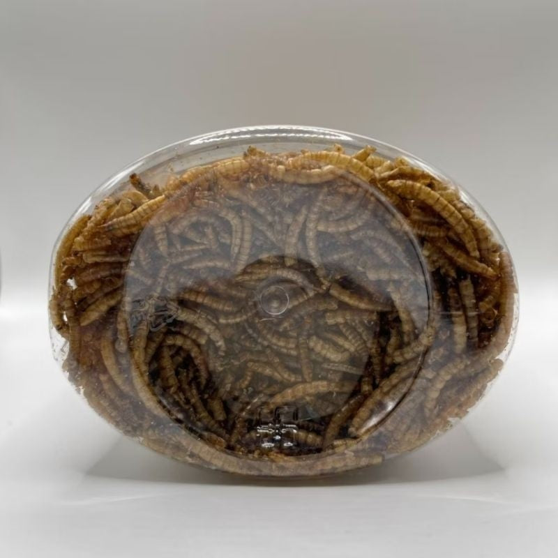 Dried Mealworms – mealworm detail