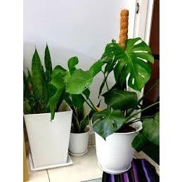 Felton Round Plastic Flower Pots 2461/2462 – product and size guide
