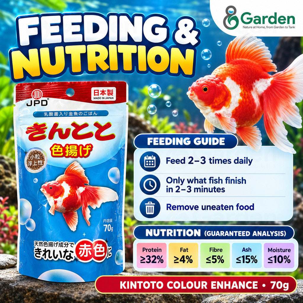 JPD Kintoto Colour Enhance – feeding and nutrition guide